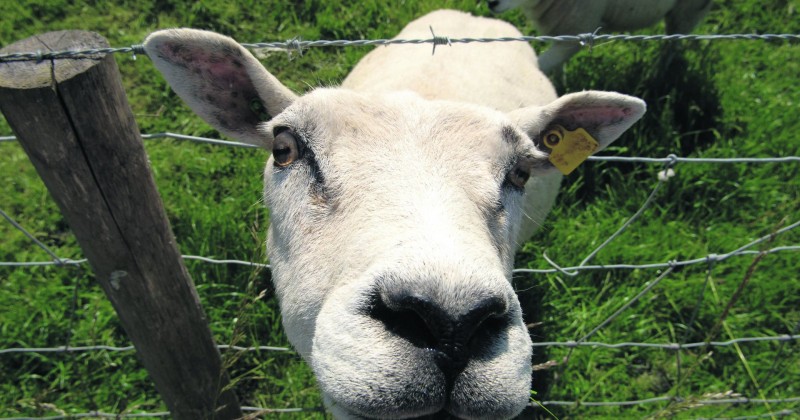 Schaap in het buitengebied van Dordrecht